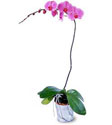saksıda orkide çiçeği
